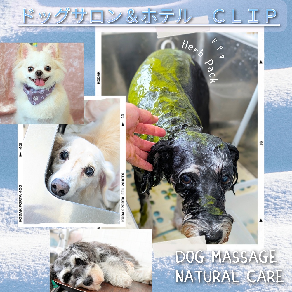 ドッグサロン&ホテル  CLIP