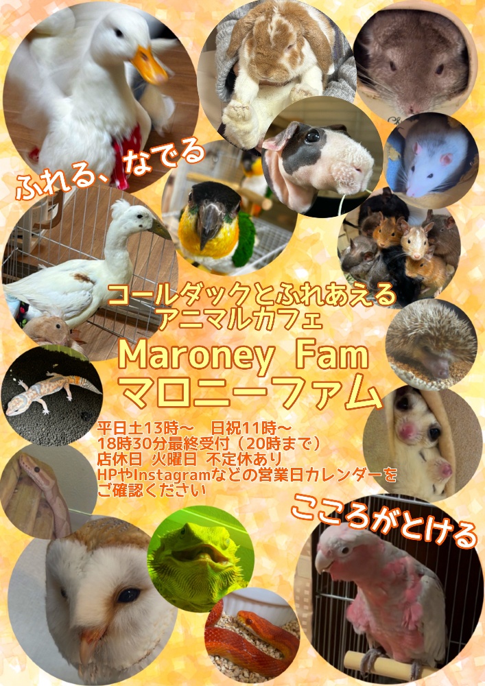 Maroney fam
 コールダックとふれあえるアニマルカフェ