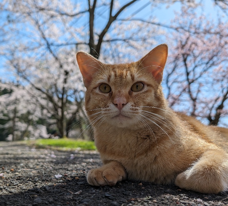 猫と木箱のお店 月うさぎ
