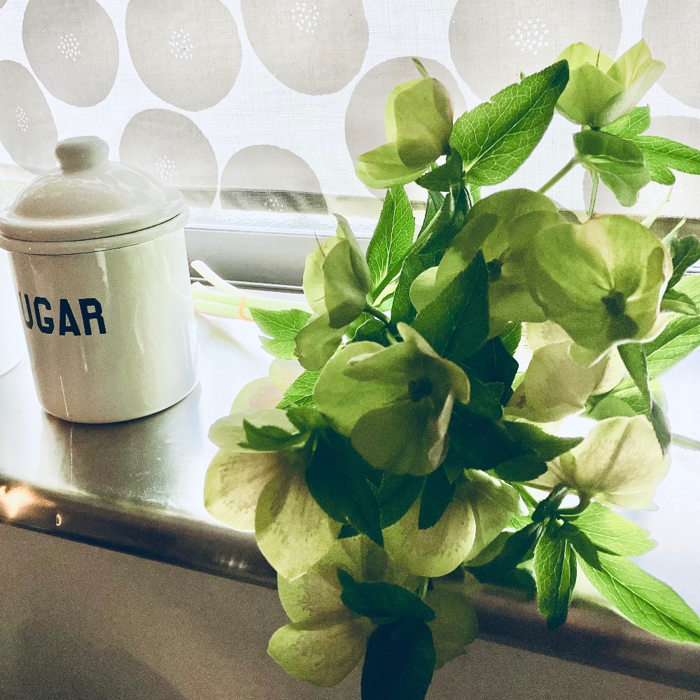 朝日を浴びたキッチンの窓辺のクリスマスローズの花束。