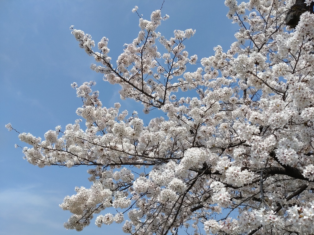 田辺小橋に咲く満開の桜