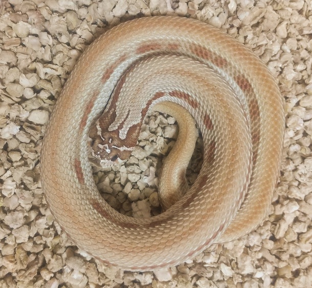 宇都宮ペットセンター