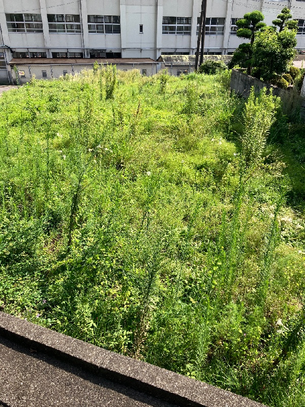 草刈り前の草が伸びた敷地