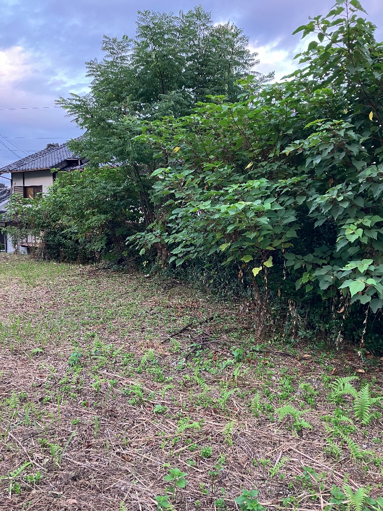 事例：立木の伐採（周囲確認して安全に） BEFORE（作業前）