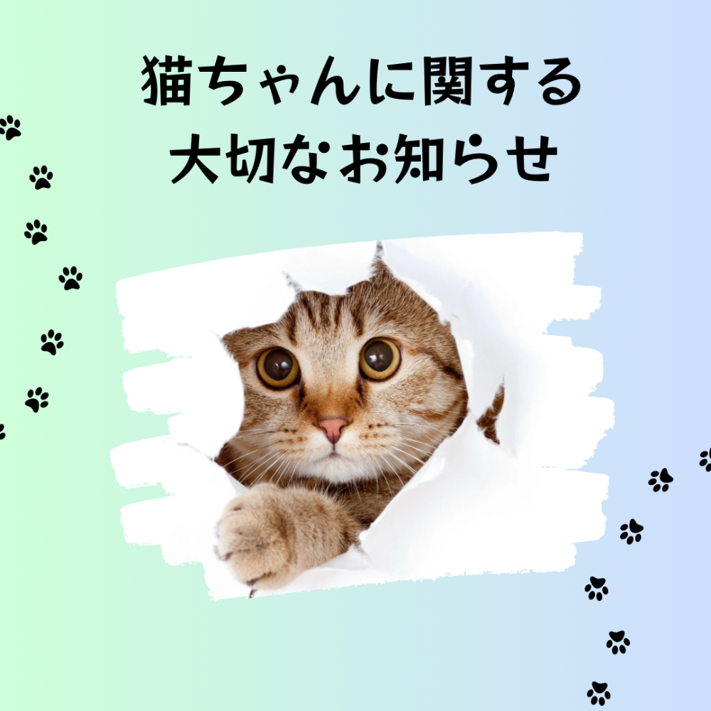 猫ちゃんのシャンプー(一度でも利用頂いた方のみ)