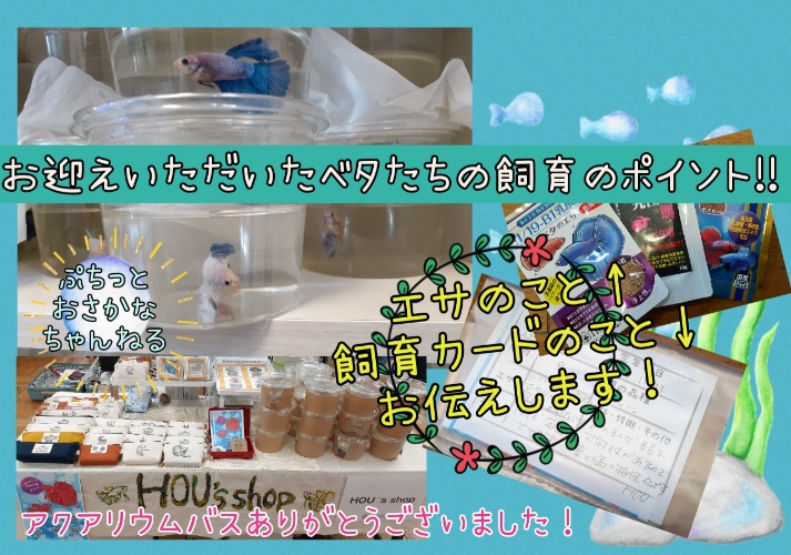 はじめての出店アクアリウムバス2023ありがとうございました！お迎えいただいたベタ飼育の仕方です。参考にしてください( ´ ▽ ` )ﾉ