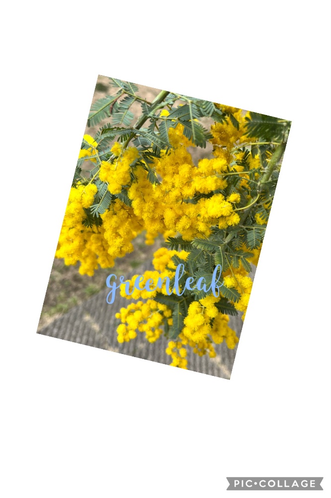 greenleaf