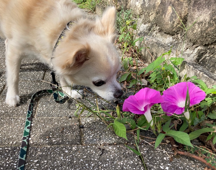 噛みます注意の保護犬チワワ