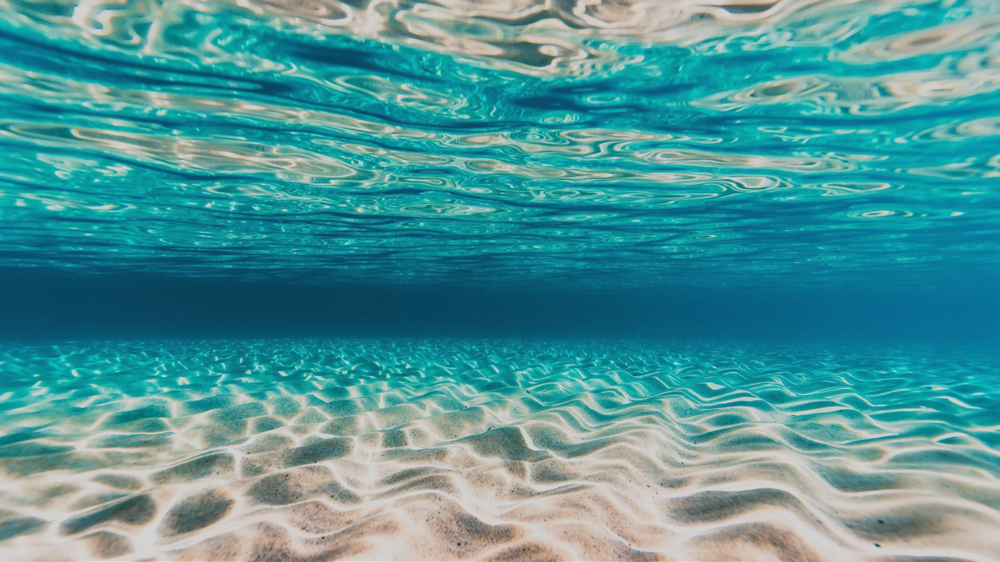 水面下の様子