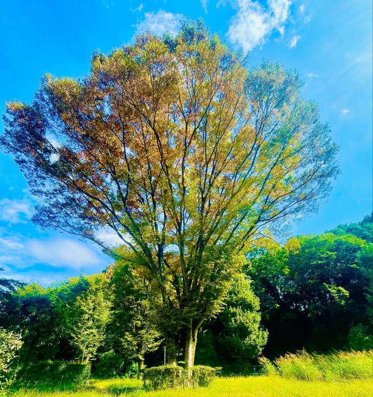 大きな１本の木