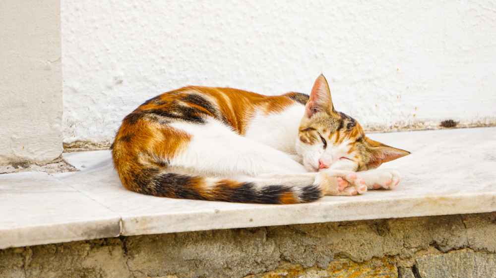 寝ている猫
