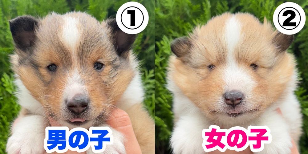 子犬情報 | シェルティ専門ブリーダーが運営するかわい子犬屋さん