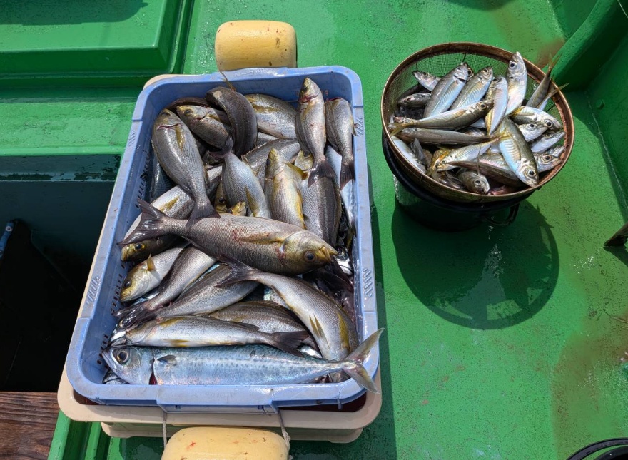 美帆丸 湯浅町 仕立船