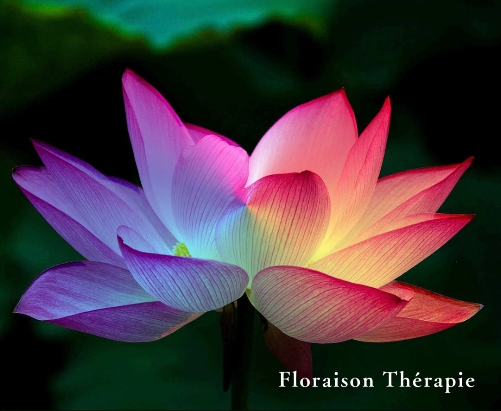 Floraison Thérapie(フロレゾンセラピー)は人生が豊かに開花するセラピー