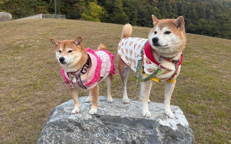 R'ohana 
　　 wankogoods
 ロハナ
　　わんこグッズ