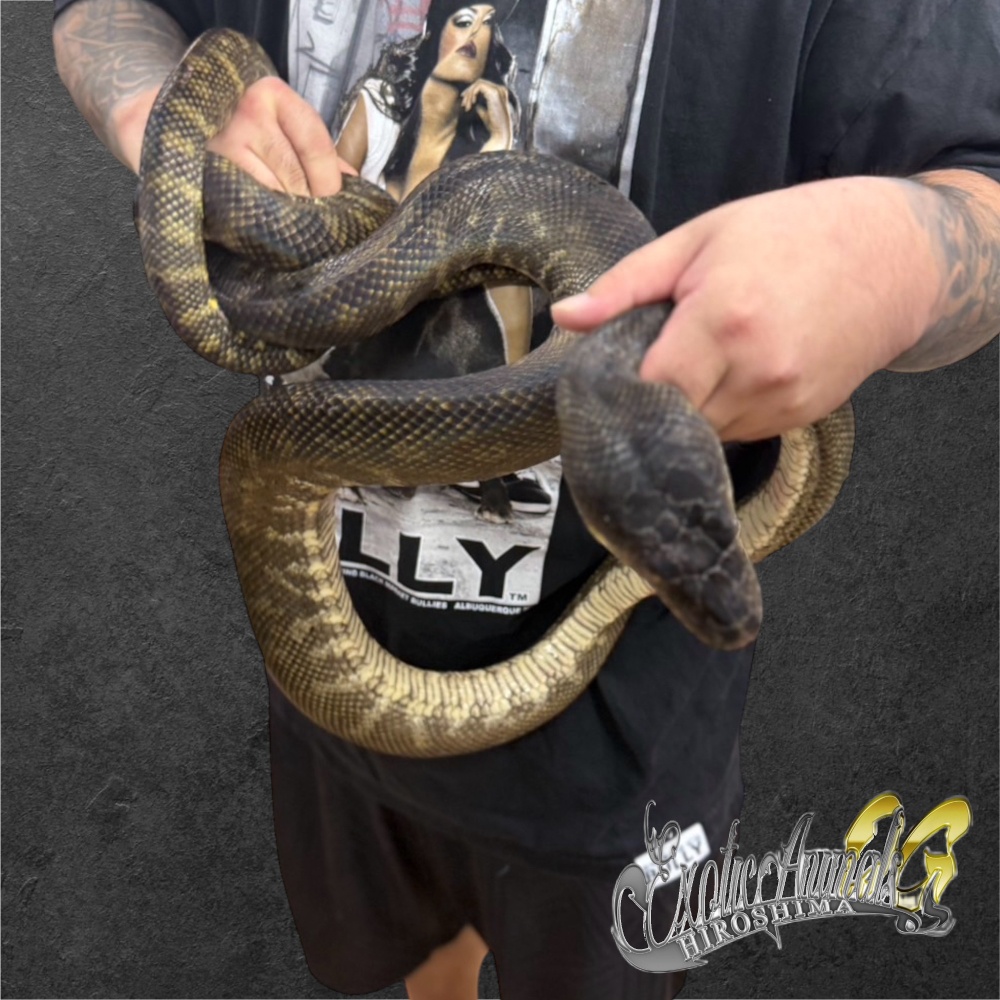 洋書 Complete Carpet Python 以下検索 蛇 パイソン ボア 洋書 Complete Carpet Python 以下検索 蛇 パイソン ボア - メルカリ