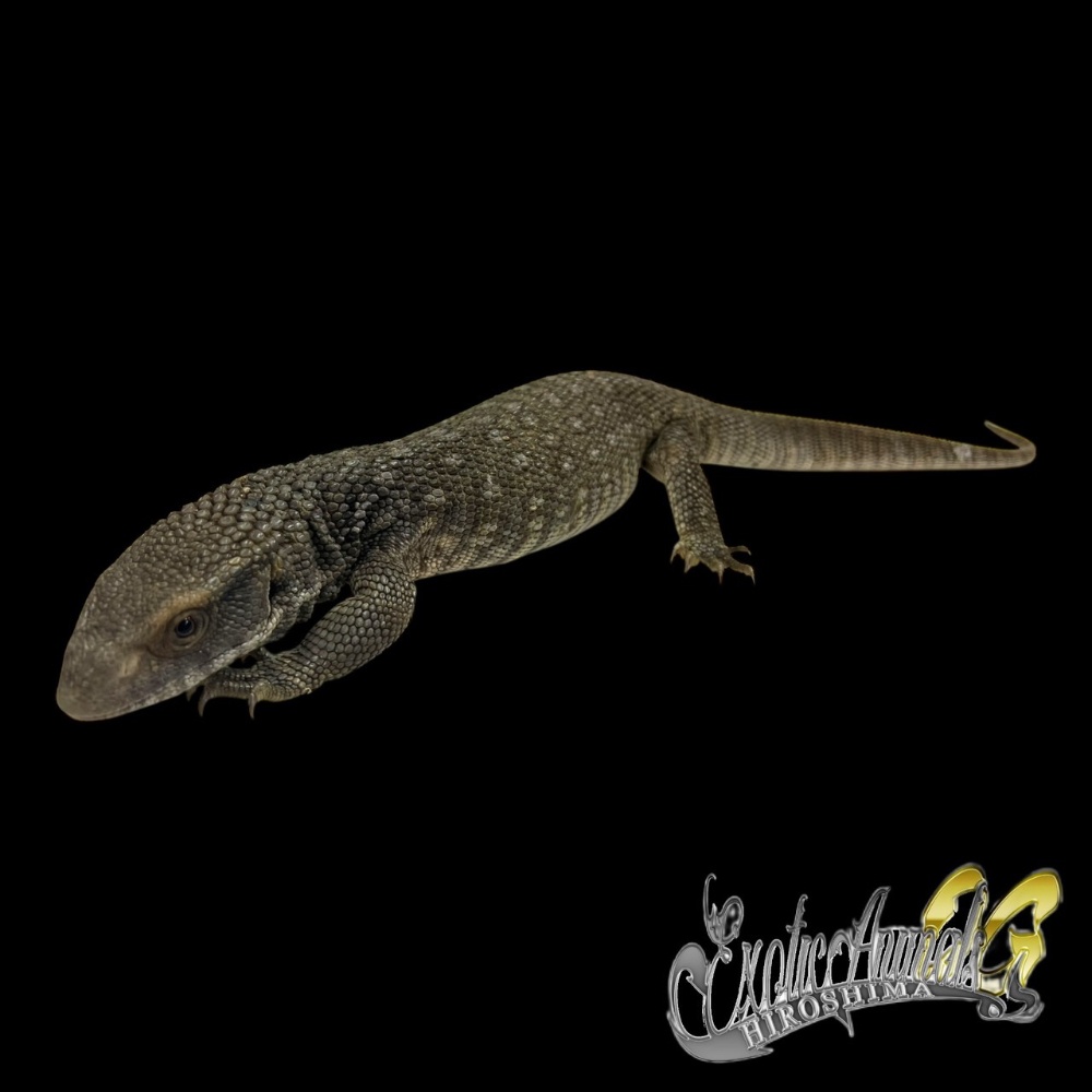 オオトカゲ | 広島爬虫類ショップ OG Hiroshima オージー