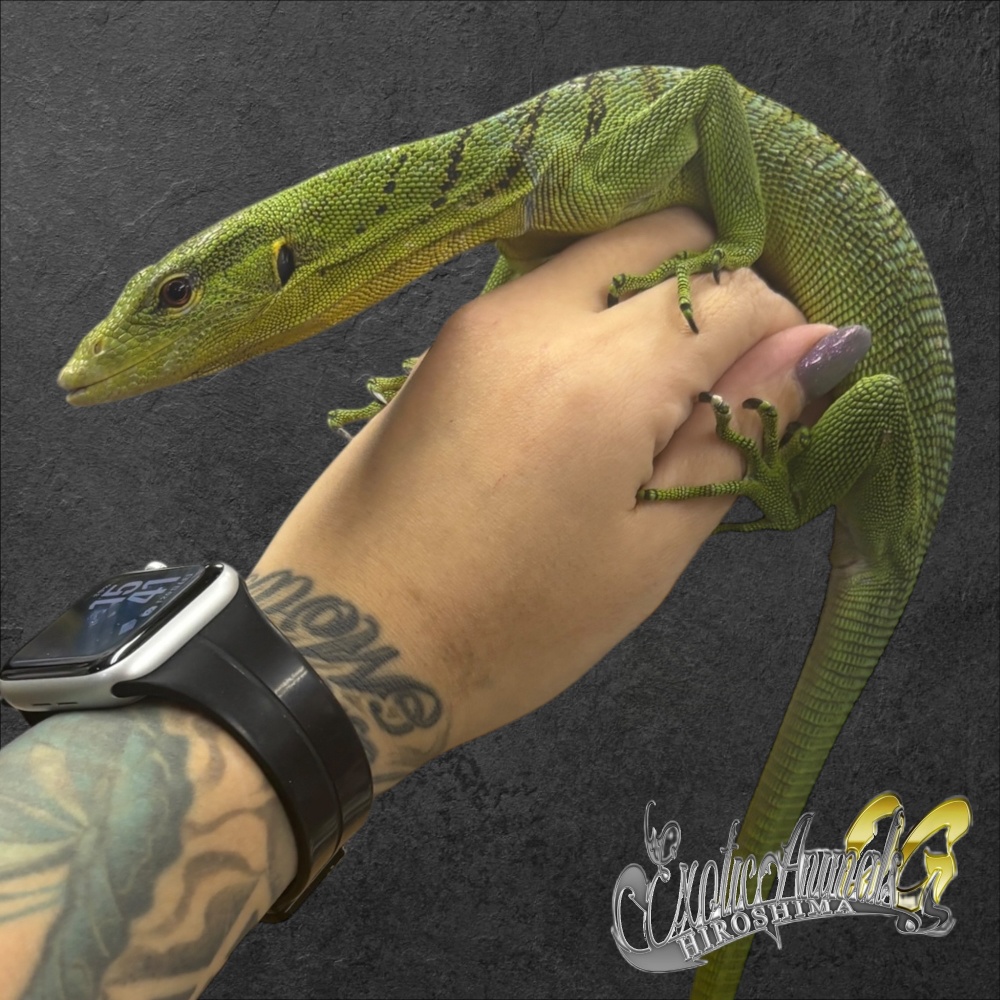 オオトカゲ | 広島爬虫類ショップ OG Hiroshima オージー