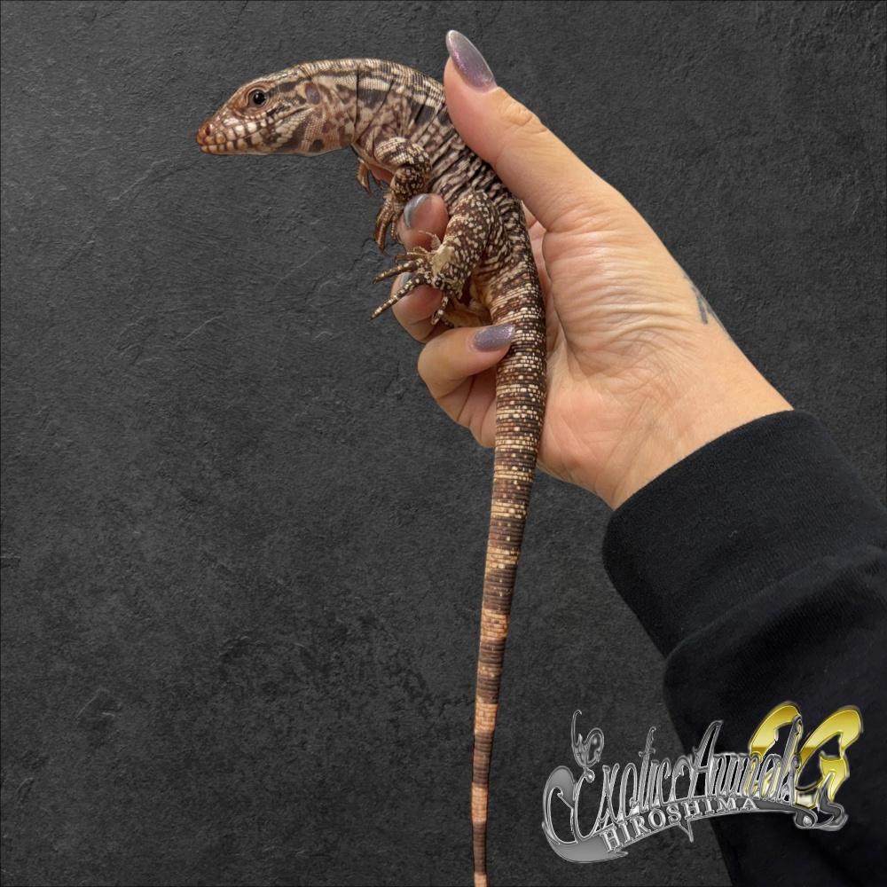 トカゲ | 広島爬虫類ショップ OG Hiroshima オージー