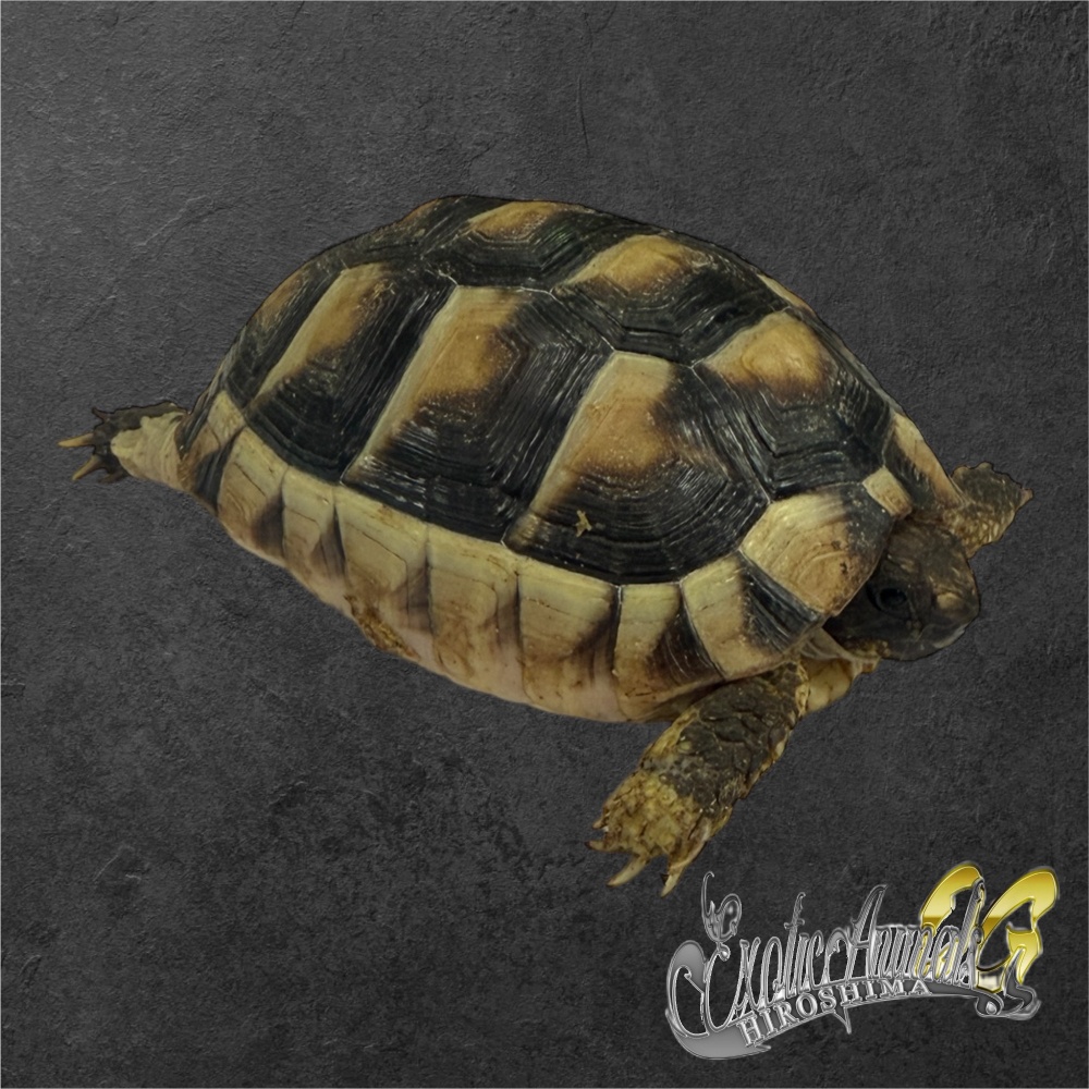 リクガメ | 広島爬虫類ショップ OG Hiroshima オージー