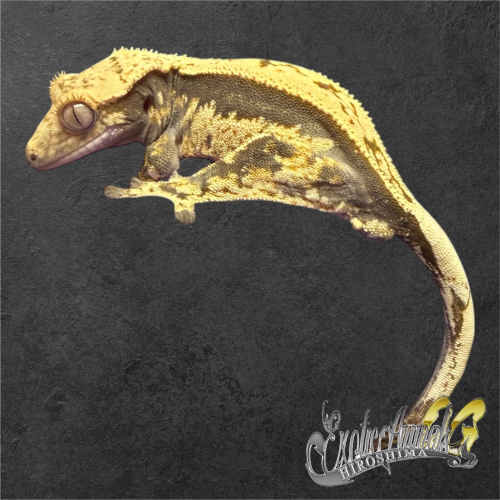 ヤモリ | 広島爬虫類ショップ OG Hiroshima オージー