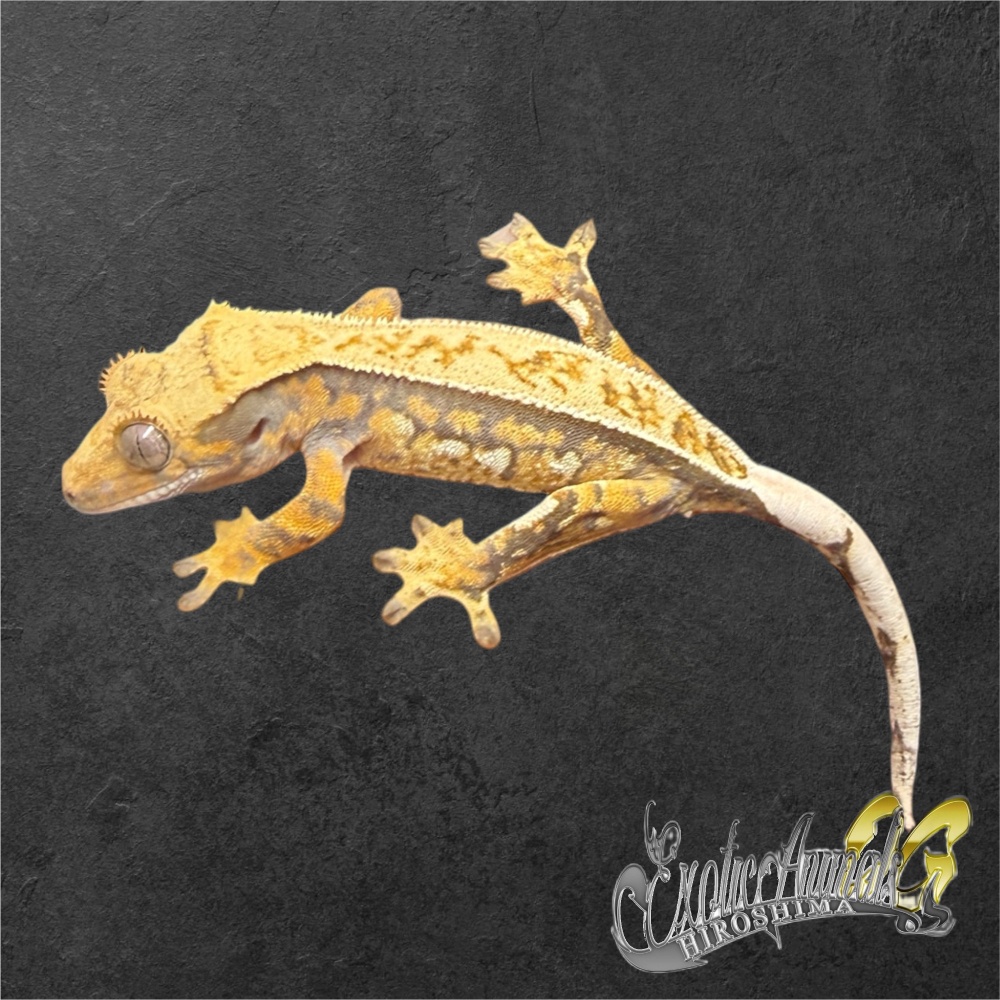 新品 ジェリーキャット ヤモリ 家守 トカゲ 爬虫類 Gunner Gecko 新品