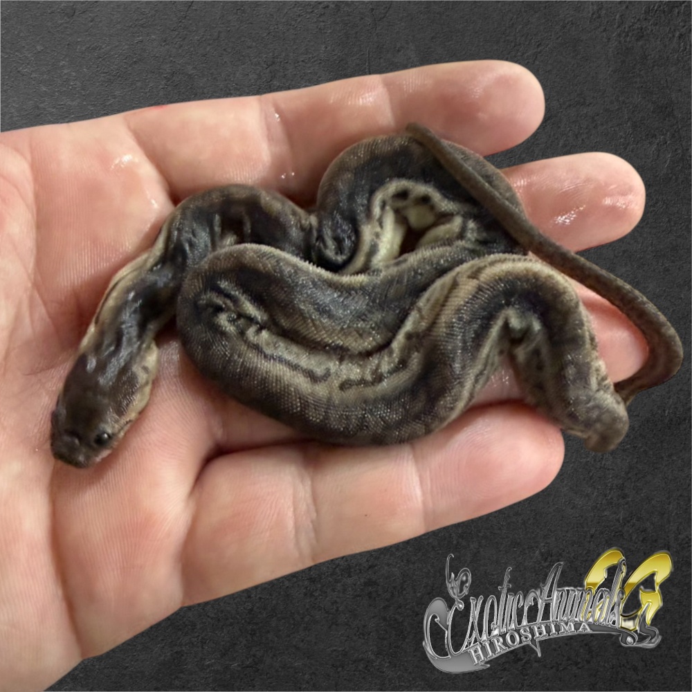 ヘビ(ボア·パイソン) | 広島爬虫類ショップ OG Hiroshima オージー