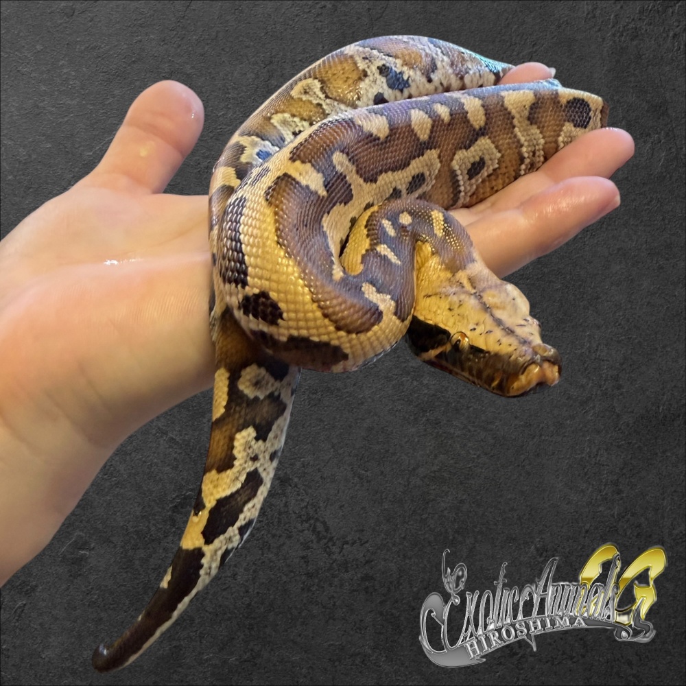 ヘビ(ボア·パイソン) | 広島爬虫類ショップ OG Hiroshima オージー