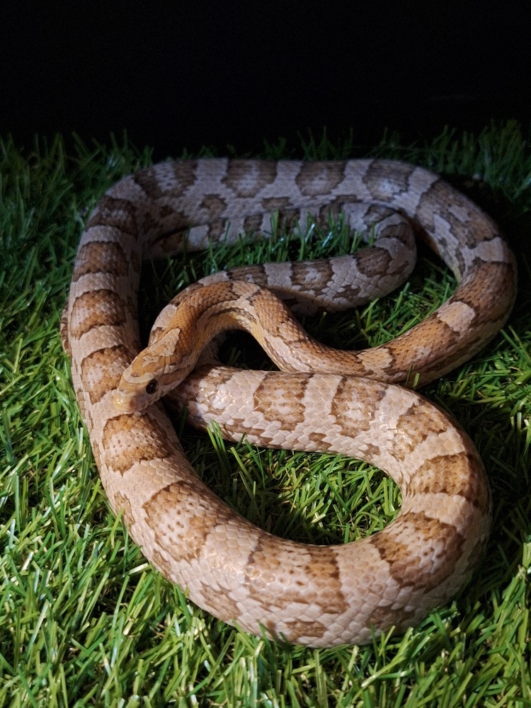 コーンスネーク | エキゾチックアニマルショップ Tails Tree