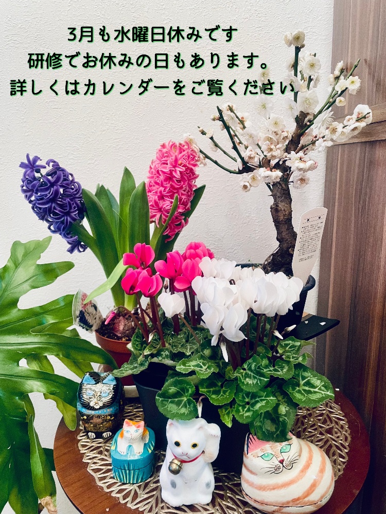 





鍼灸サロン しろねこ