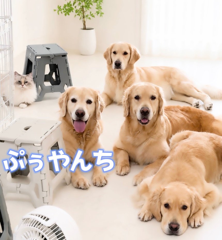 ぷぅやんち