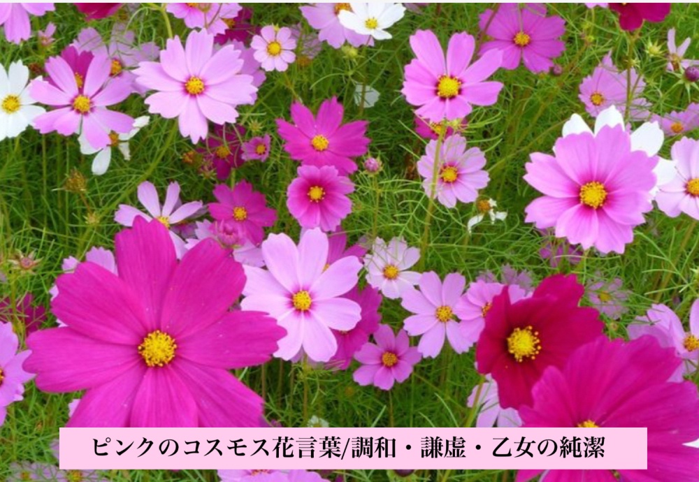 フェイシャルエステ