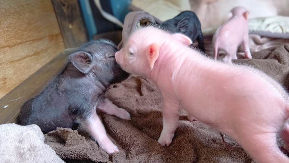 マイクロブタカフェ千葉のブタの画像