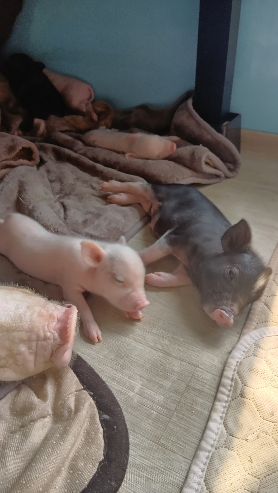 マイクロブタカフェ千葉のブタの画像