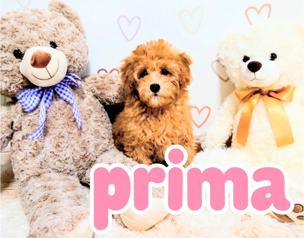 Prima -小型犬専門犬舎-