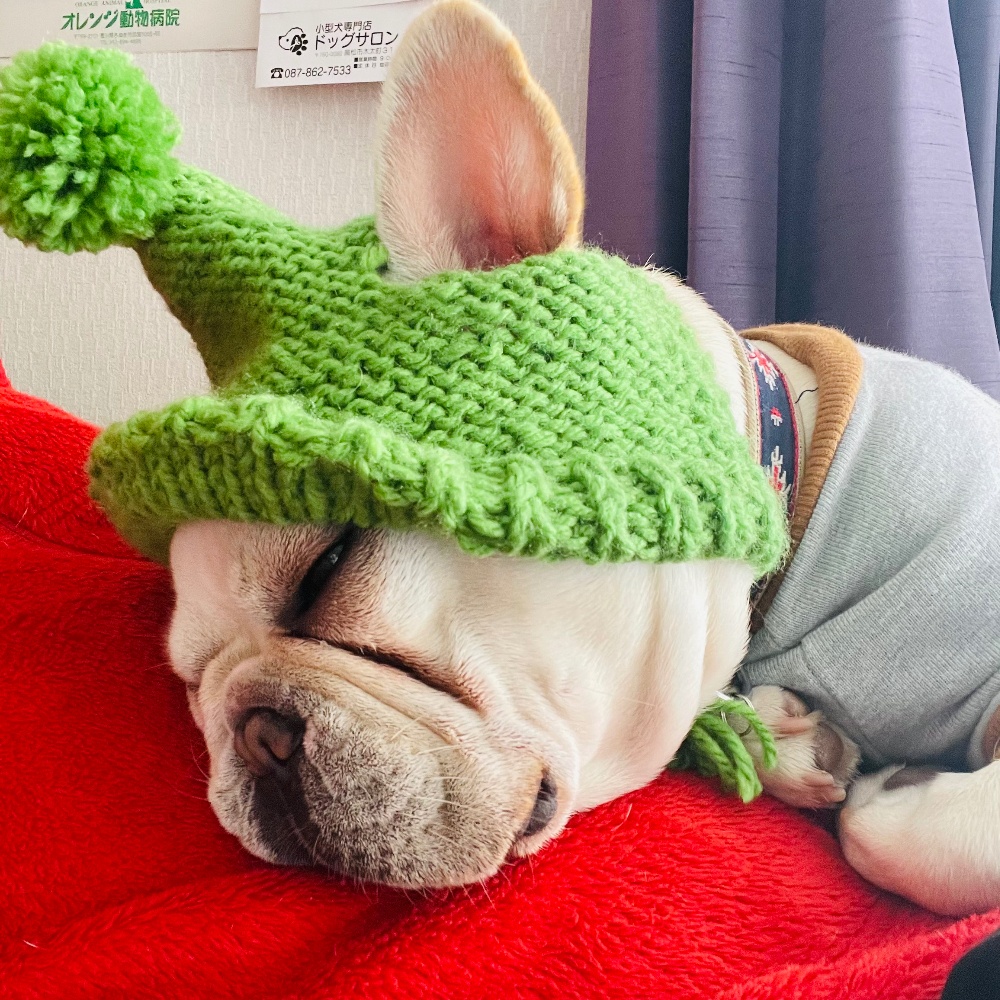 BOO-BOO HOUSEの看板犬