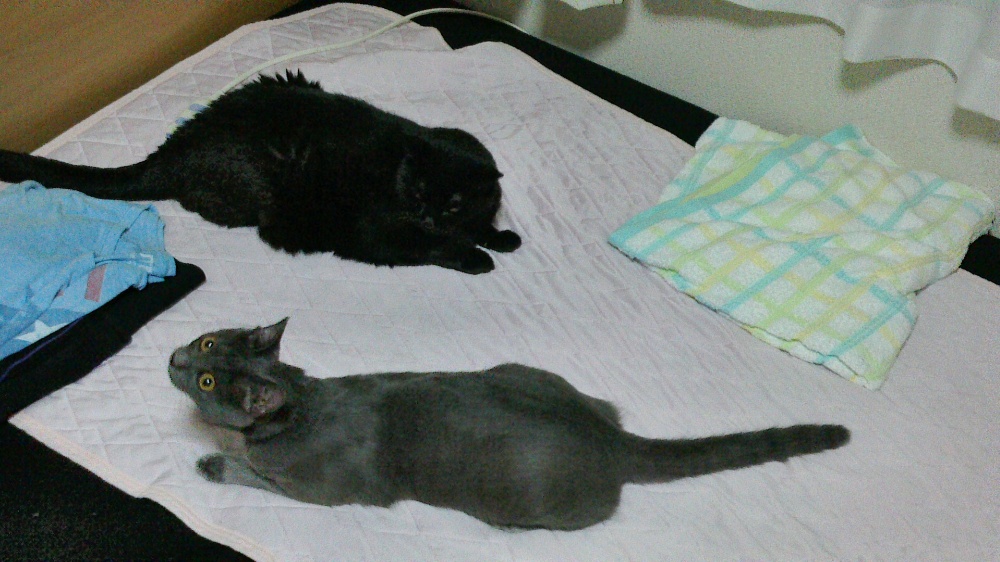 思い出の２匹。 上の黒猫が「くろこ︎︎ ♀」下の灰色のが「トム♂」です。
