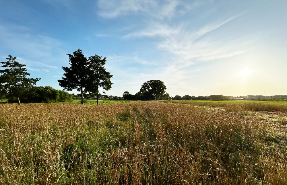〜麦畑〜