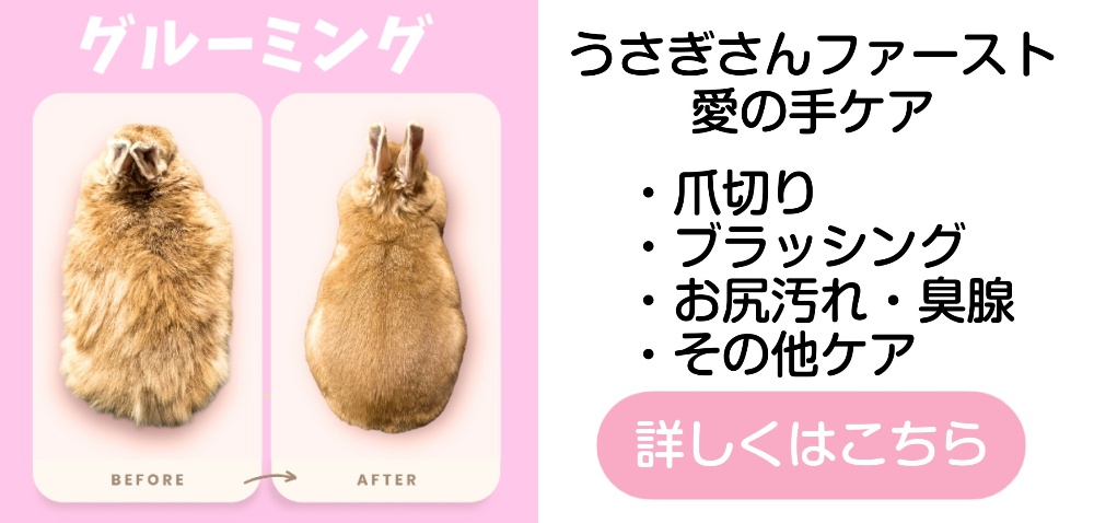 うさぎの爪切りとブラッシング