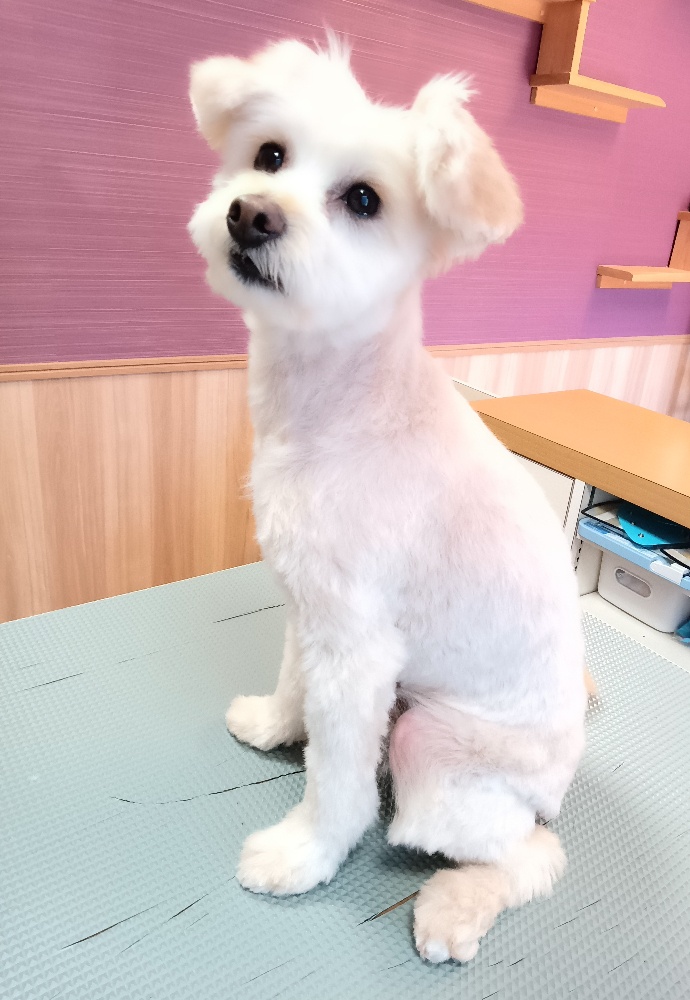 春日井トリミング　トリミング後のわんちゃん