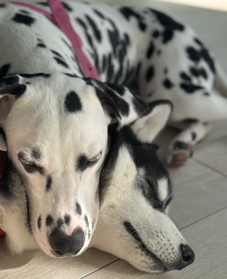 個別レッスン
出張レッスン
Dog School ∞ Eight